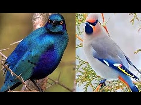 Les 7 Oiseaux Les Plus Beaux Et Exotiques Du Monde
