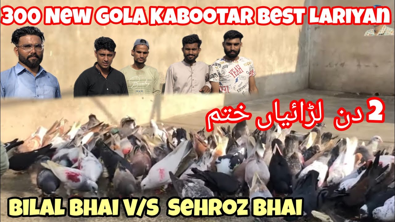 Bilal bhai V/S Sehroz bhai | 300 New Gola Kabootar Best Lariyan 2023 ...