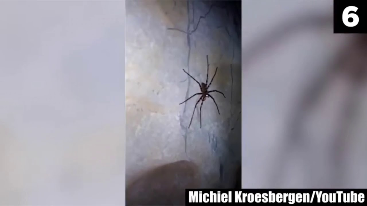 The size of a full grown pizza -Chills