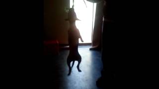 Pitbull Redboy Jocko 3X Inbred 12Weeks Ps Yard