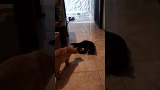 excay jugando con los hijos adoptivos