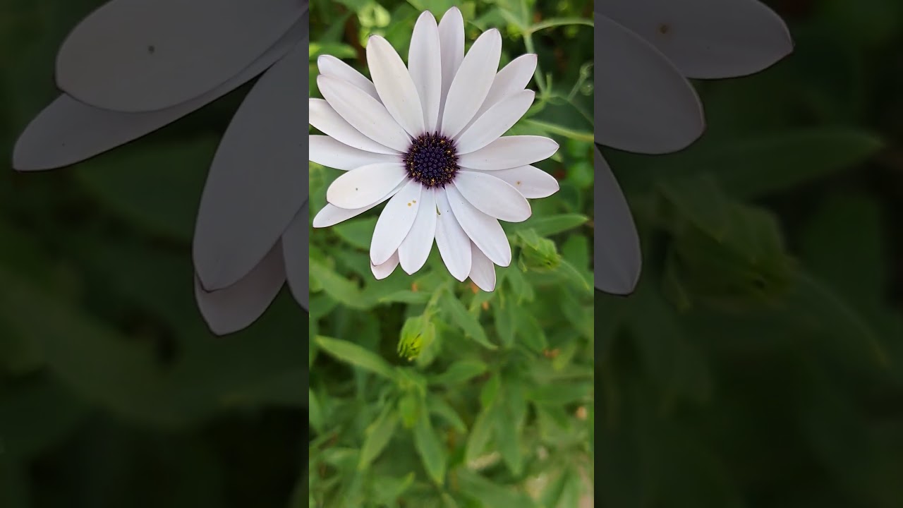 Grow Osteospermum / African Daisy / Cape Daisy Autumn Flowers 