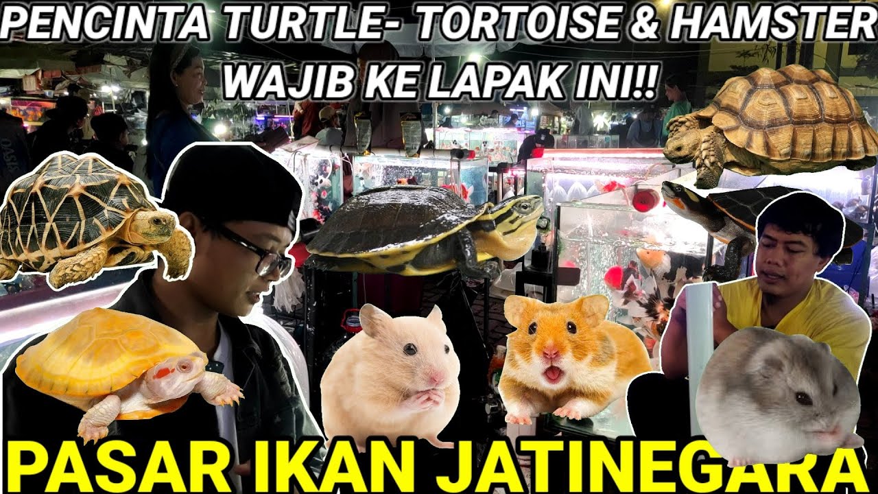 LAPAK TURTLE - TORTOISE & HAMSTER TERLENGKAP DI PASAR IKAN JATINEGARA YA CUMA DI SINI...!!