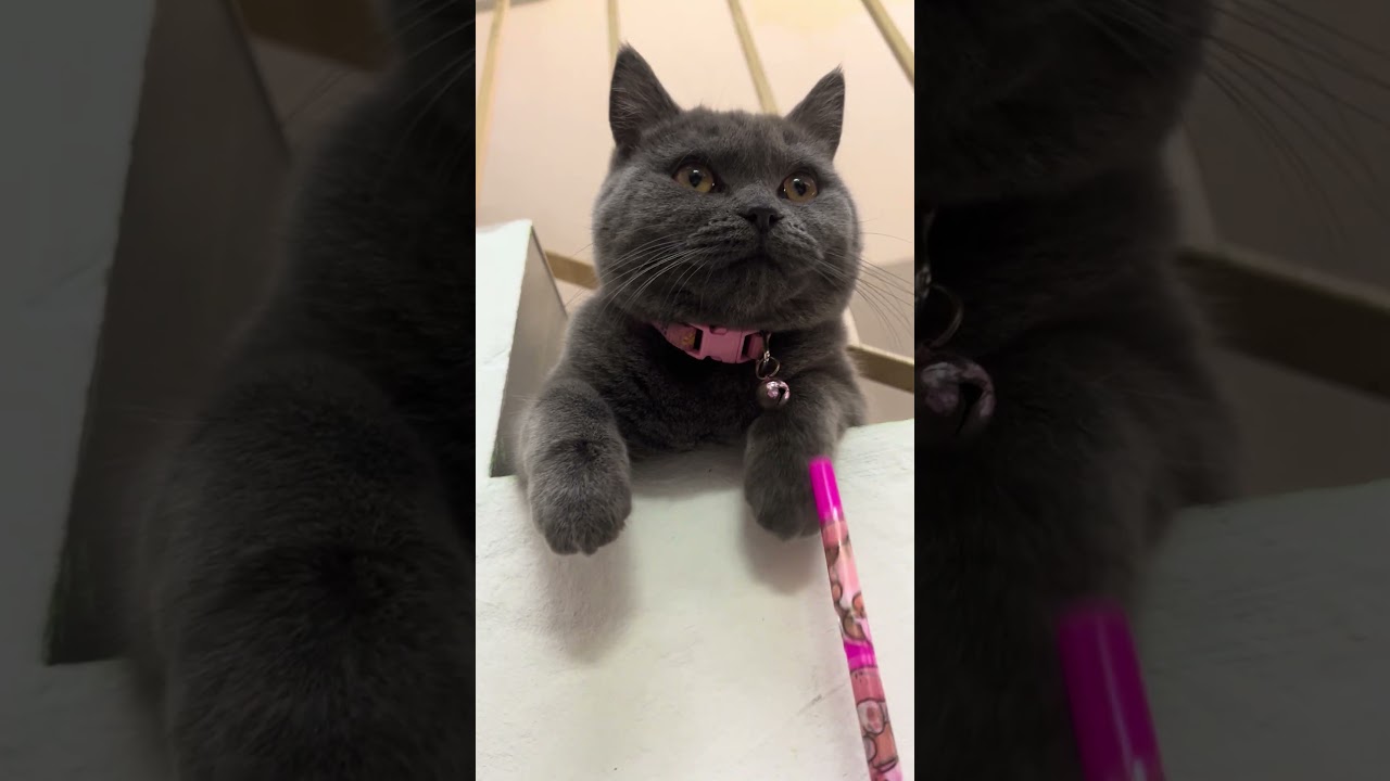 My Ugly Girl. Look at these paws