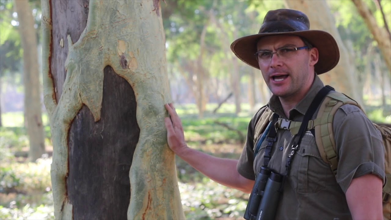 Walk Pafuri - The Fever Tree Forest