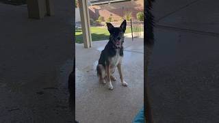 F is for fetch (and Friday!!). Join us live tonight #rescuedog #swimmingpool #sunshine #pawsitive