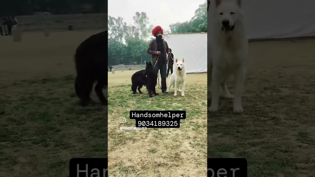 Stud service available 9034189325 