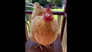 صور دجاج وديكة جميلة ورائعة Pictures of beautiful and wonderful chickens and rooster