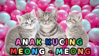 ANAK KUCING MEONG MEONG‼️ ANAK KUCING GEMOY‼️KUCING MEONG MEONG #kucinglucu #77