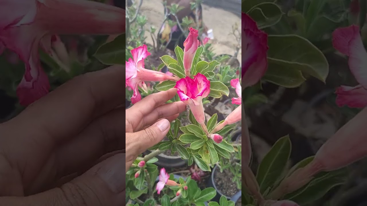   (@senhorita-sli )#RosasDoDeserto #AdeniumObesum #RosaDoDesertoRara #Flores #Cultivo