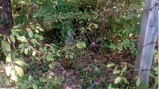 ss382steak Reon Konjicx