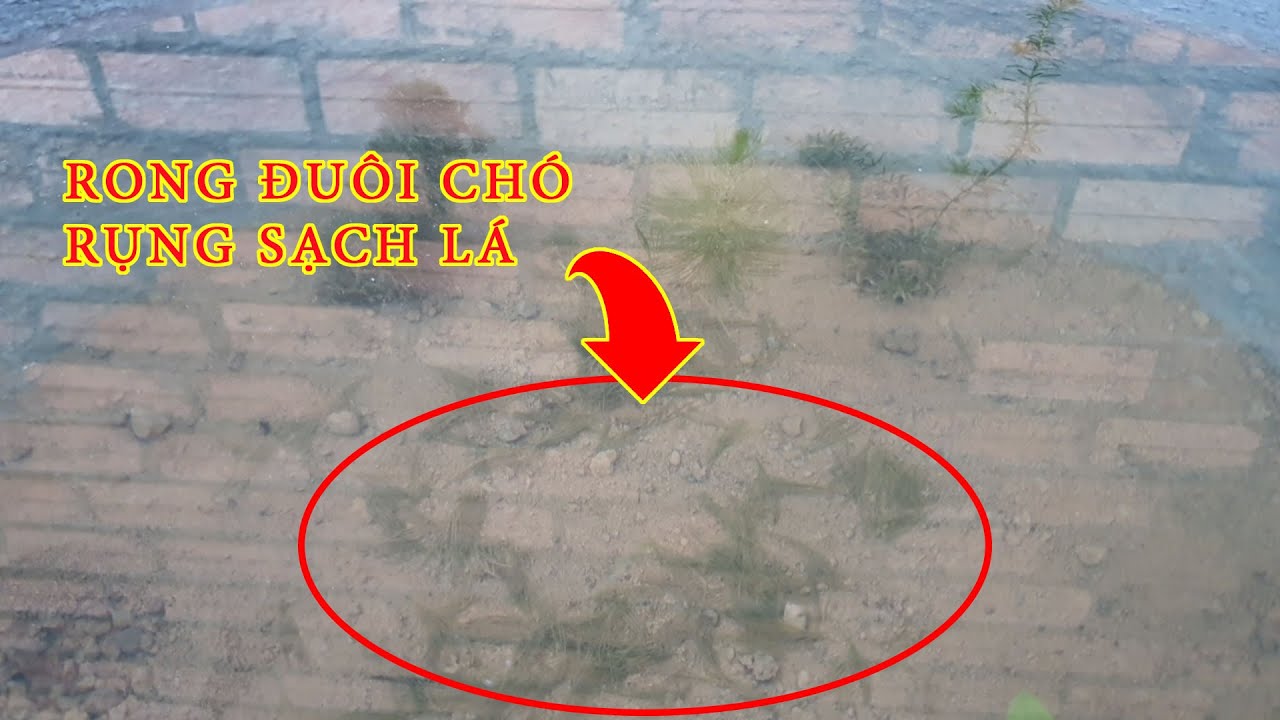 Thử Nghiệm Và Phát Hiện Vì Sao Rong Đuôi Chó Lại Chết/... - youtube