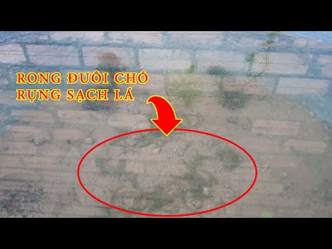 Video Thử Nghiệm Và Phát Hiện Vì Sao Rong Đuôi Chó Lại Chết/... - youtube