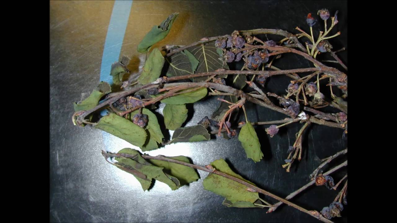 Horticulture Tips: Blackleaf/Witches' Broom