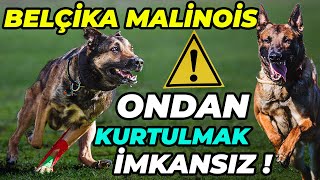 EN AGRESİF KÖPEK: BELÇİKA MALİNOİS! (SONER'İ FENA ISIRDI!) - Puppy Malinois TR Köpek Çiftliği