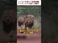 ハイエナを囲んで報復開始！ ライオンたちの怒りが爆発！ #ライオンの報復 #ハイエナ撃退 #子ライオン防衛戦 #動物の怒り #サバンナの掟