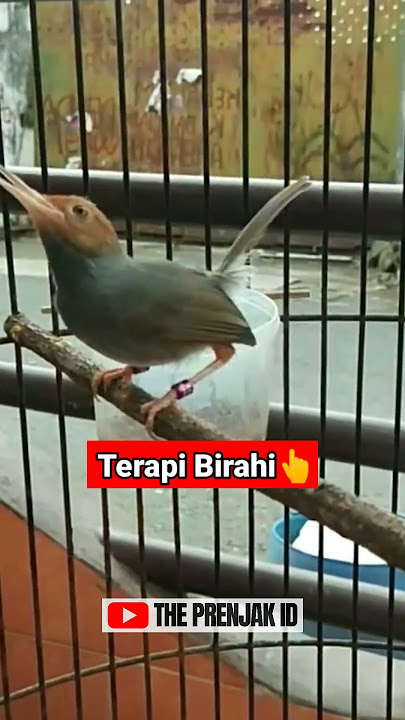 TERAPI PRENJAK AGAR CEPAT BIRAHI‼️‼️ #prenjaktamu