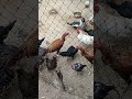 pasukan nunggu makan