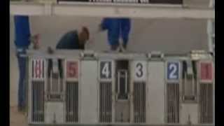 Lets Go Forit - physically abused at Henlow dog track
On Sunday October 6th at Henlow dog track Lets go Forit - a 2 year old puppy - was subjected to physical abuse for over a minute.
Greyhound racing is a cruel self-regulated gambling industry - Dont promote it - Dont sponsor it - Dont attend it - Dont bet on it
http://greytexploitations.com/ Lets Go Forit - physically abused at Henlow dog track