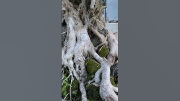 Tiểu cảnh bonsai cây đa giếng nước mái đình