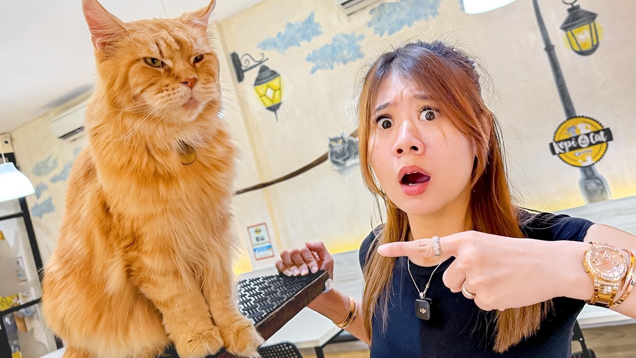KITA PERGI KE CAFE KUCING DI JAKARTA!! ADA KUCING RAKSASA!!