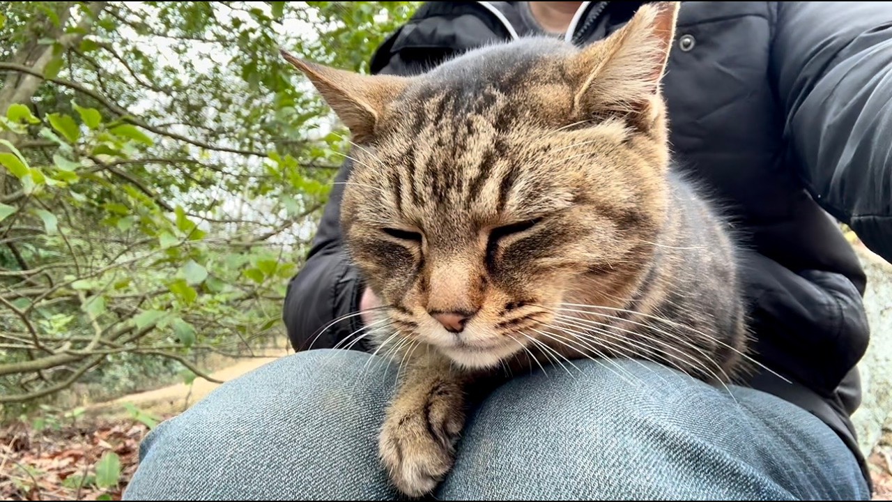 猫たちと散歩に出かけて構って欲しそうな女子キジ猫ちゃん膝の上