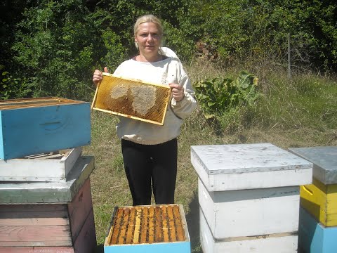 Video: Vole li pčele karaganu?