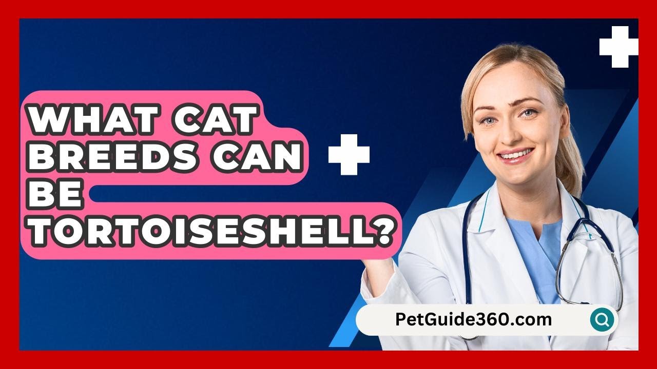 What Cat Breeds Can Be Tortoiseshell? - PetGuide360.com