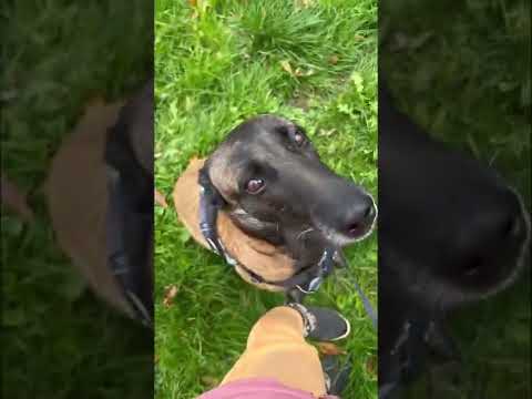 Нельзя есть людей?     #висмут #бельгийскаяовчарка #кинолог #овчарка #малинуа #москва #веном #прикол