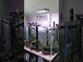 CONGO Forest #aquascape #forest #planted #aquarium #fish #fishtank #aquascaping #natureaquarium