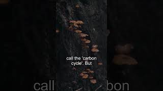 Decoding Natures Secret: How Fungi Aid the Global Carbon Cycle &amp; Fight Climate Change!