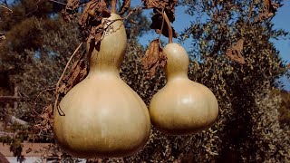 Bottle Gourd Preparation, Some Cosmic Musings
