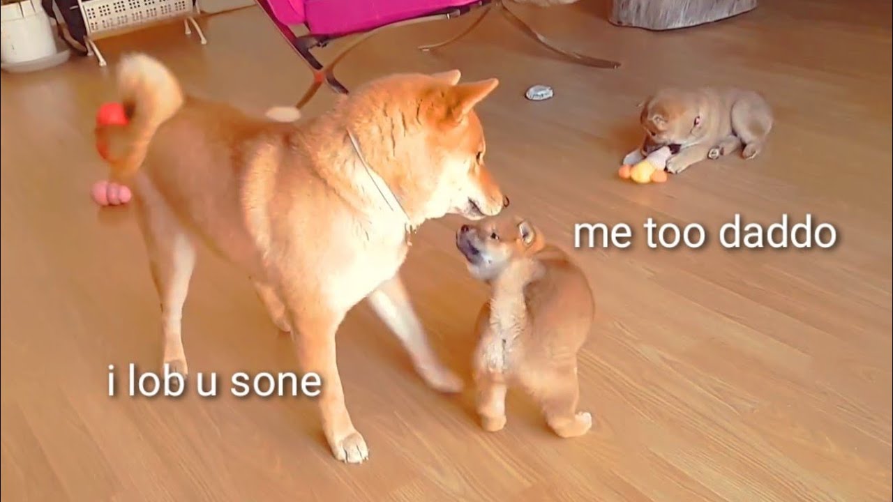 Shiro Getting Close To Pups Shiba Inu Puppies With Captions