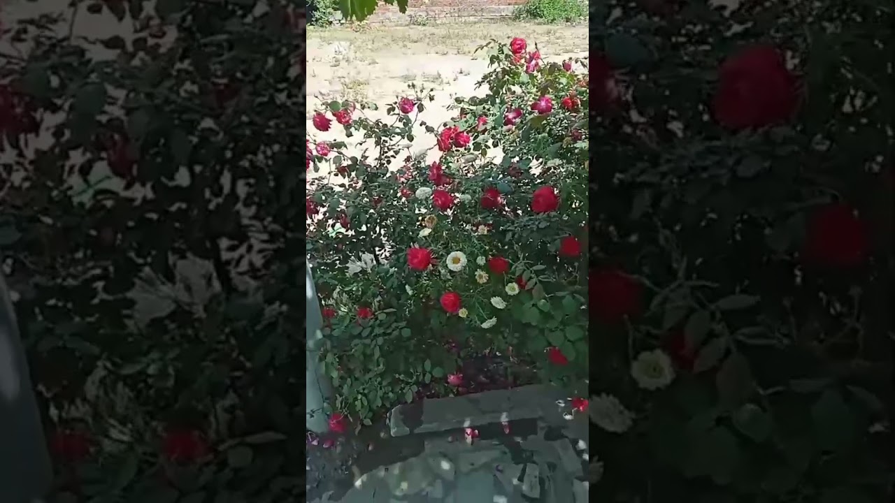 koel bird voice. #rose #koel #crow #redrose #statusvideo #morning #birdsounds #garden #sweetvoice adlı videoyu YouTube'da izle koel bird voice. #rose #koel #crow #redrose #statusvideo #morning #birdsounds #garden #sweetvoice adlı videoyu YouTube'da izle