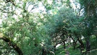 O PARAÍSO - Belas-Sintra - Portugal