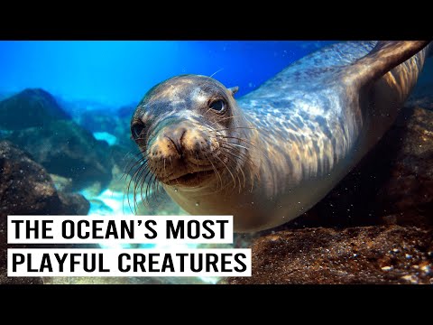 WHAT MAKES SEA LIONS THE DOGS OF THE OCEAN?