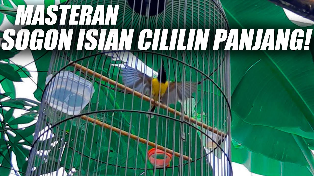 MASTERAN SOGON ISIAN CILILIN PANJANG GACOR PALING COCOK UNTUK MENCETAK BAHAN MATERI JUARA ISTIMEWA!!