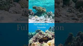 Come and Unwind Underwater, Full Videos on YouTube, Makemo and Tahanea