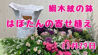 葉牡丹とガーデンシクラメンの寄せ植え綱木紋の鉢で