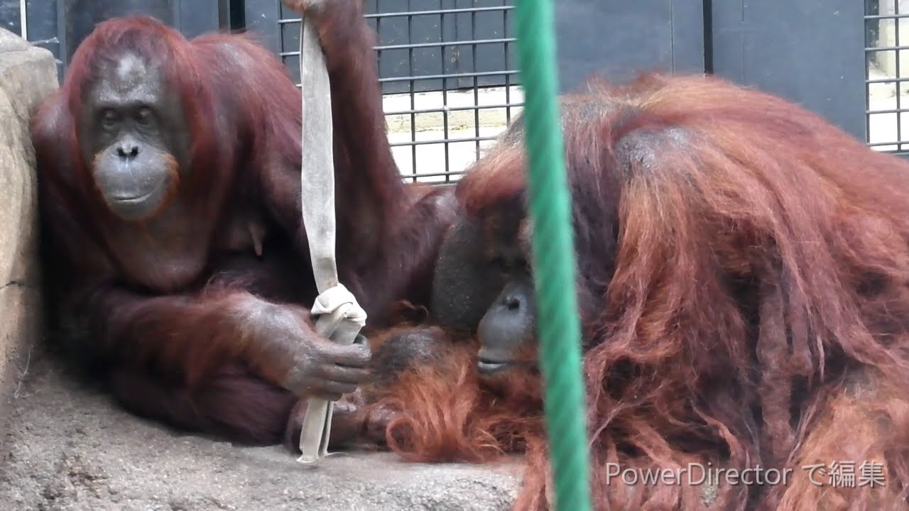Borneo and Chappy's courtship for hope for Chappy's baby.  ボルネオとチャッピーの交配　チャッピー47才の高齢出産への飼育員の挑戦