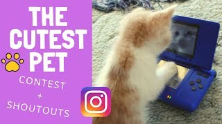 The Cutest Pets on the Internet