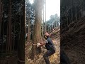 Fell #fellingatree