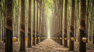 Modern Pine Resin and Pine Nut Harvesting Industrial Processing | Agricultural Secrets