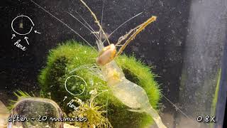 Ghost Shrimp giving birth 4K