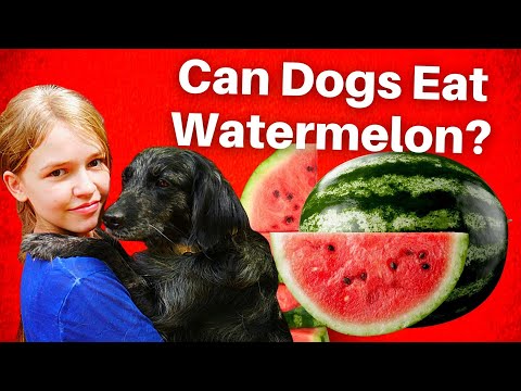 Can Dogs Eat