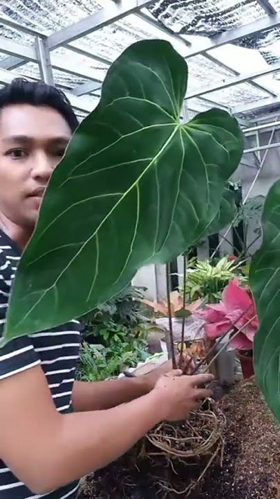 potong anthurium green mamba