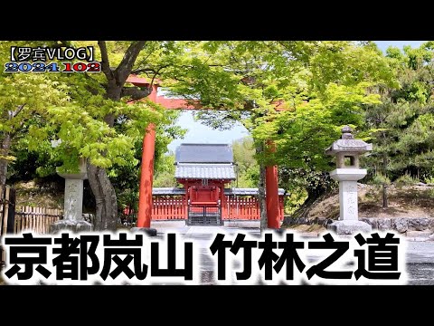 京都最后一天去了岚山竹林，晚上回大阪吃河豚，感受日本汤泡饭的仪式感【罗宾VLOG】