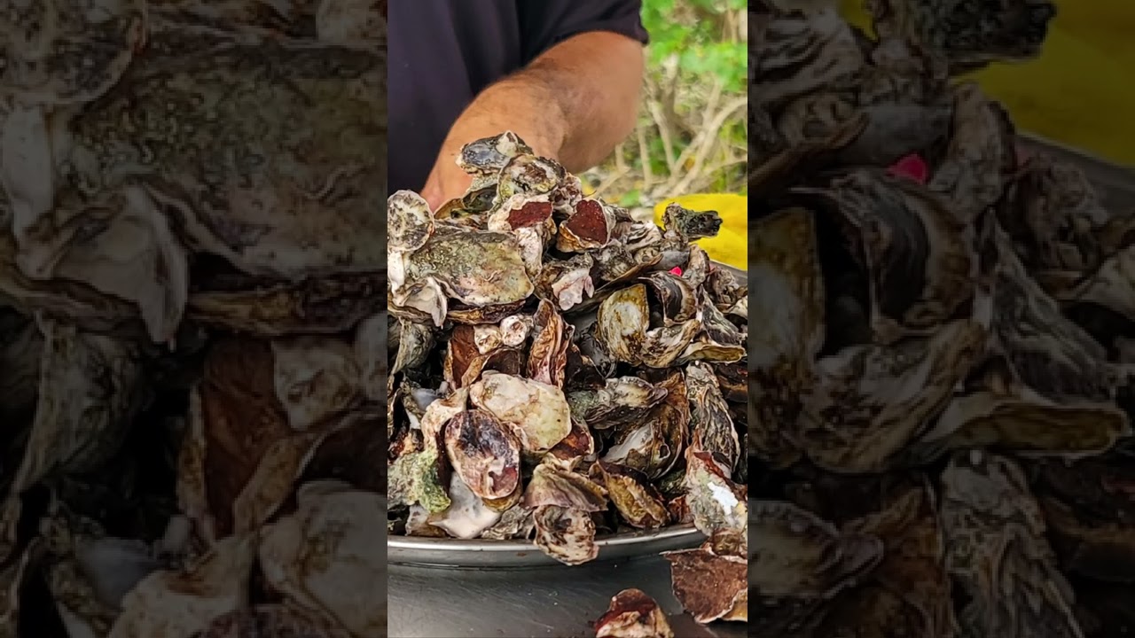 Oysters of Cabo Rojo PR