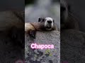 Marmota Gritando Chapoca Sotaque Capixaba Meme Viral Comedia Shortsviral