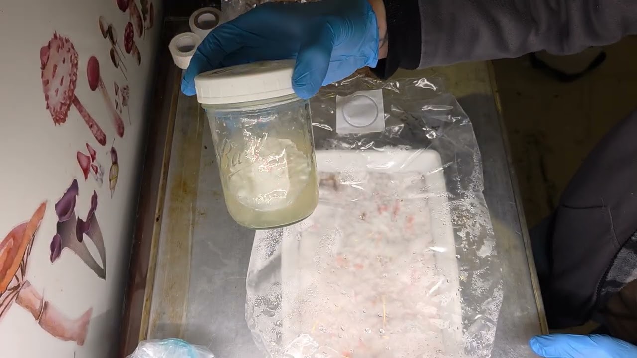 Cordyceps Culture Progression 